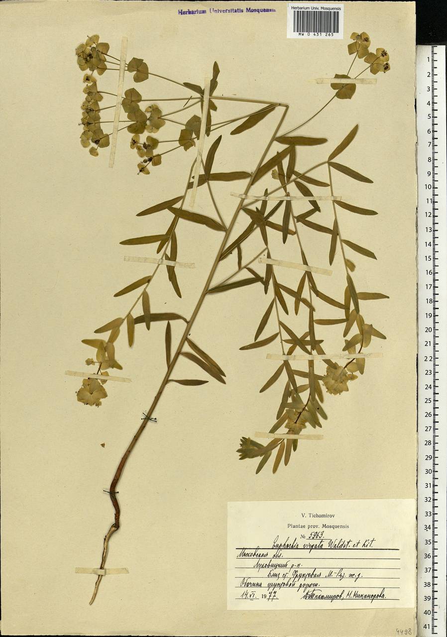 Euphorbia virgata Waldst. & Kit., Eastern Europe, Moscow region (E4a) (Russia)