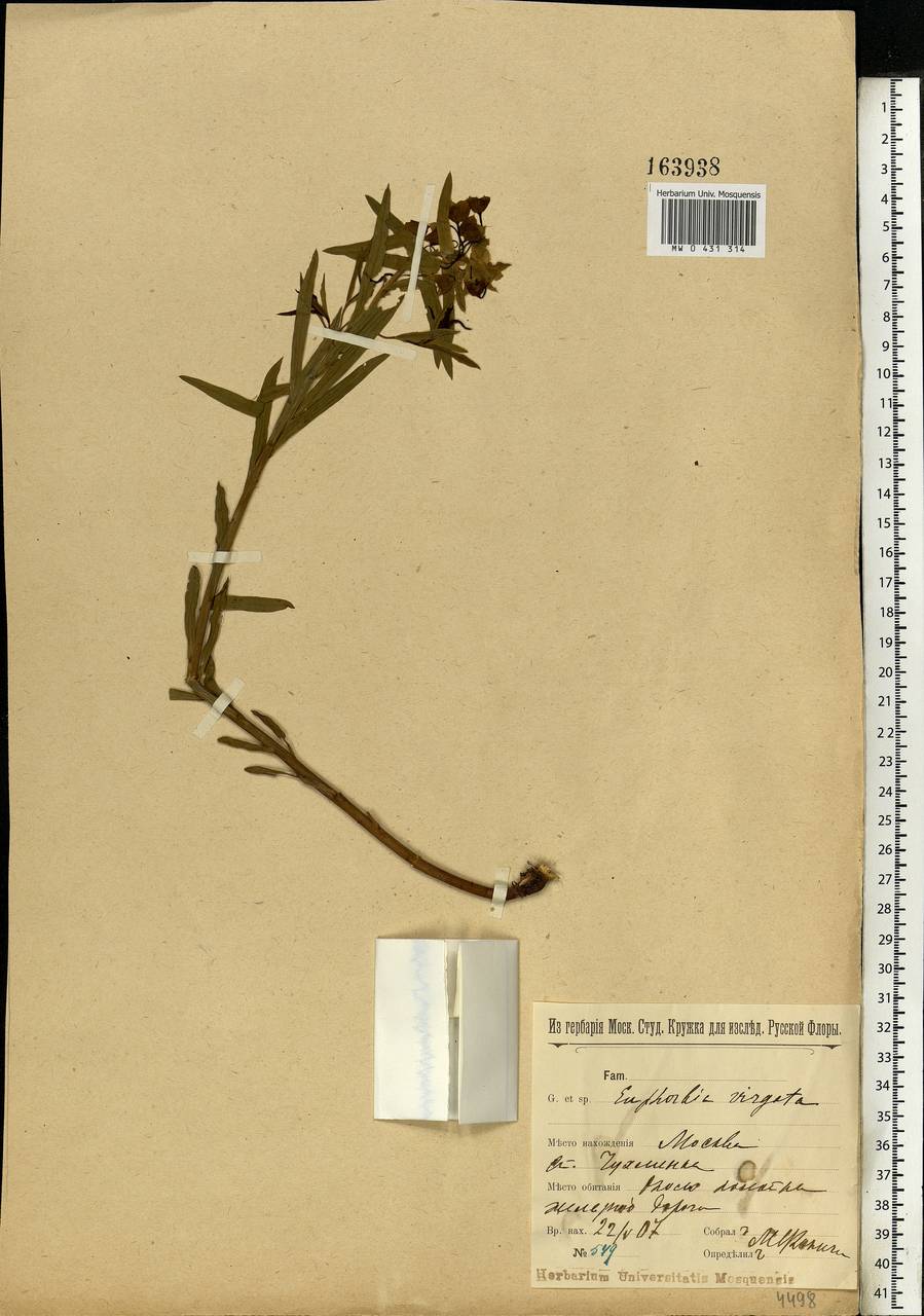 Euphorbia virgata Waldst. & Kit., Eastern Europe, Moscow region (E4a) (Russia)