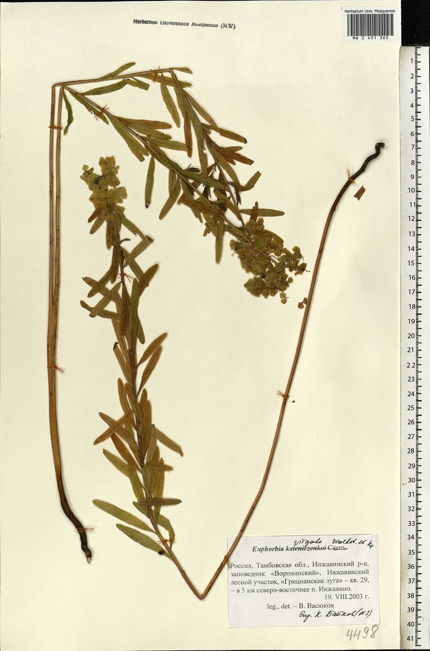 Euphorbia virgata Waldst. & Kit., Eastern Europe, Central forest-and-steppe region (E6) (Russia)