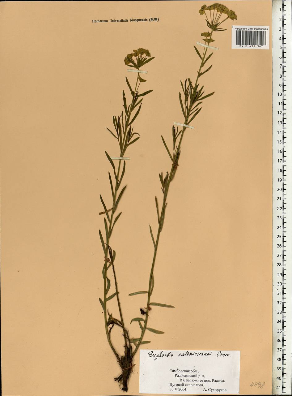 Euphorbia virgata Waldst. & Kit., Eastern Europe, Central forest-and-steppe region (E6) (Russia)