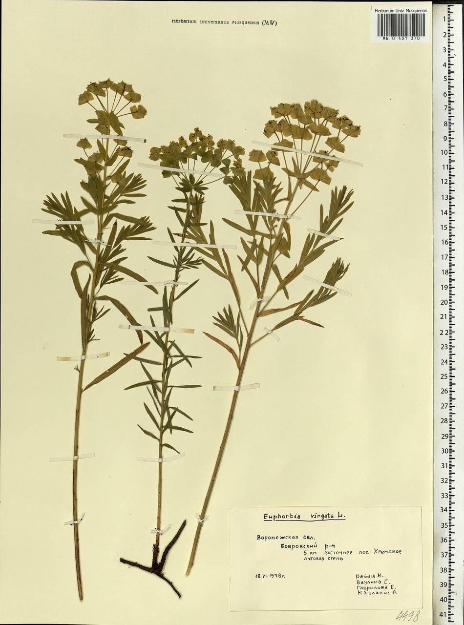 Euphorbia virgata Waldst. & Kit., Eastern Europe, Central forest-and-steppe region (E6) (Russia)