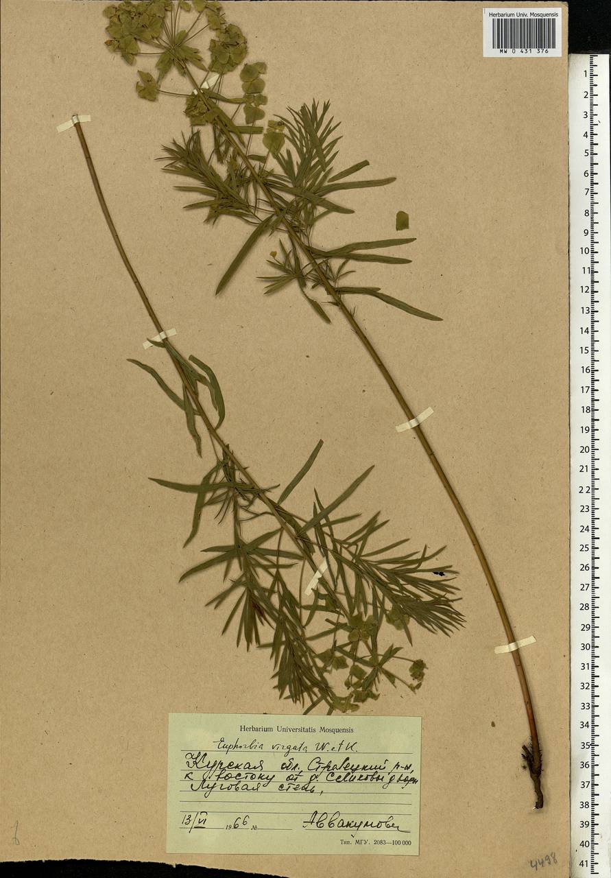 Euphorbia virgata Waldst. & Kit., Eastern Europe, Central forest-and-steppe region (E6) (Russia)
