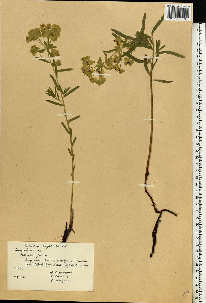 Euphorbia virgata Waldst. & Kit., Eastern Europe, Central forest-and-steppe region (E6) (Russia)