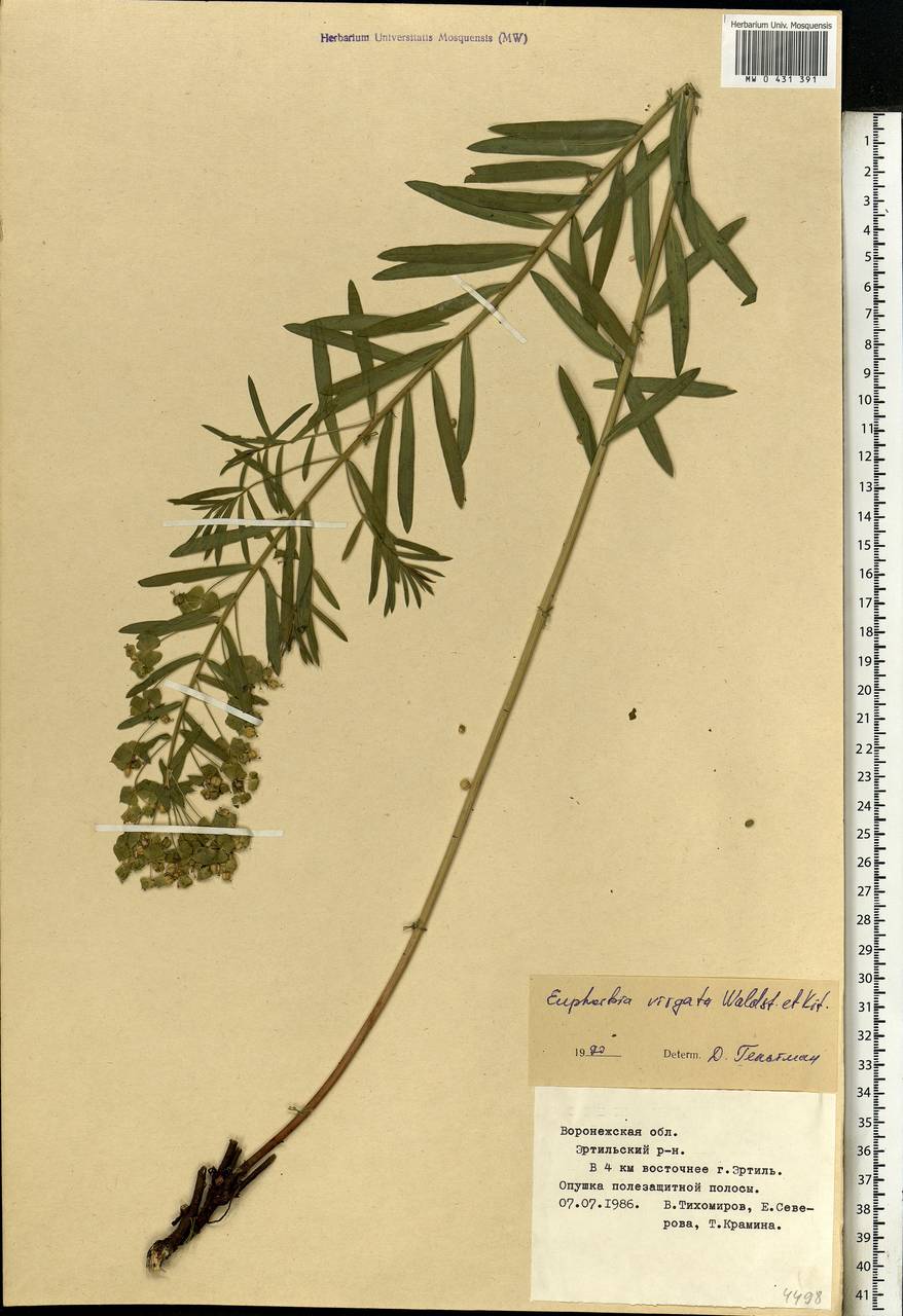 Euphorbia virgata Waldst. & Kit., Eastern Europe, Central forest-and-steppe region (E6) (Russia)