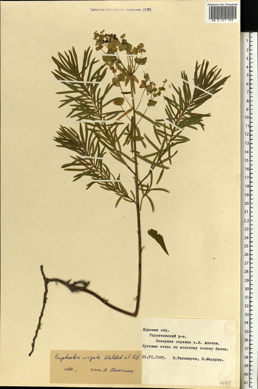 Euphorbia virgata Waldst. & Kit., Eastern Europe, Central forest-and-steppe region (E6) (Russia)