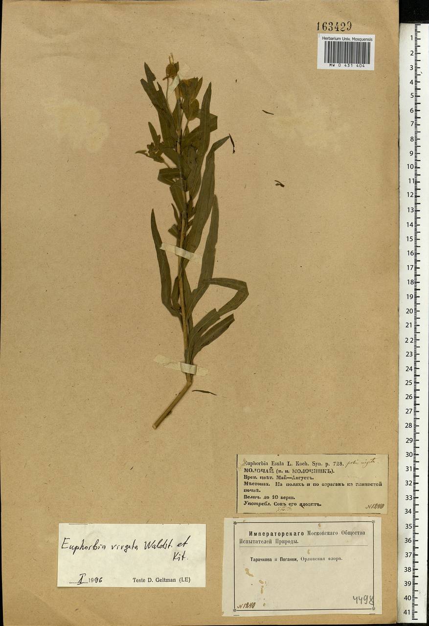 Euphorbia virgata Waldst. & Kit., Eastern Europe, Central forest-and-steppe region (E6) (Russia)