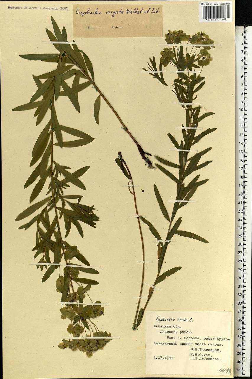 Euphorbia virgata Waldst. & Kit., Eastern Europe, Central forest-and-steppe region (E6) (Russia)