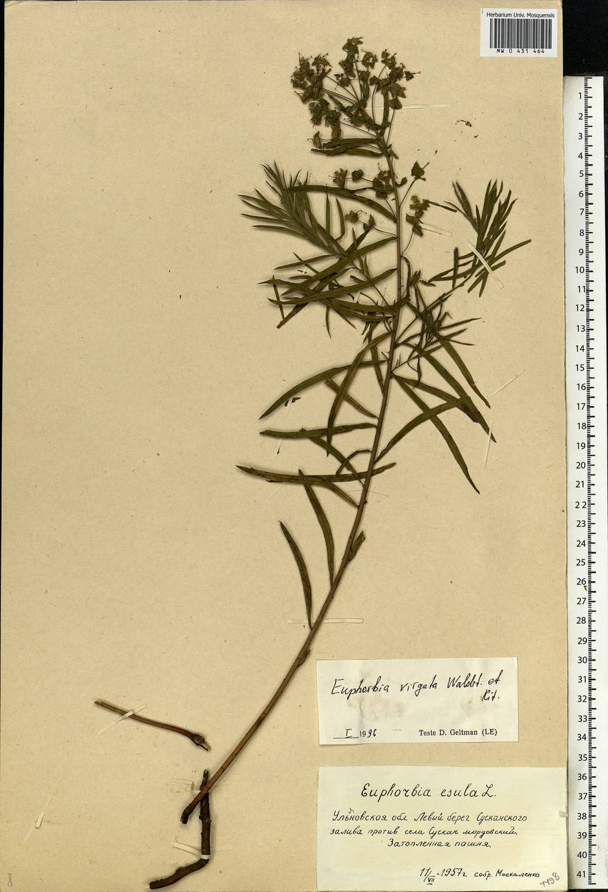 Euphorbia virgata Waldst. & Kit., Eastern Europe, Middle Volga region (E8) (Russia)