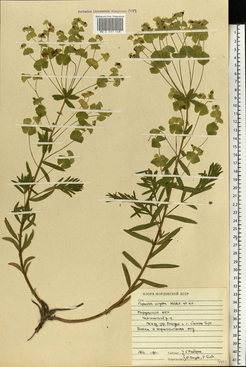 Euphorbia virgata Waldst. & Kit., Eastern Europe, Middle Volga region (E8) (Russia)