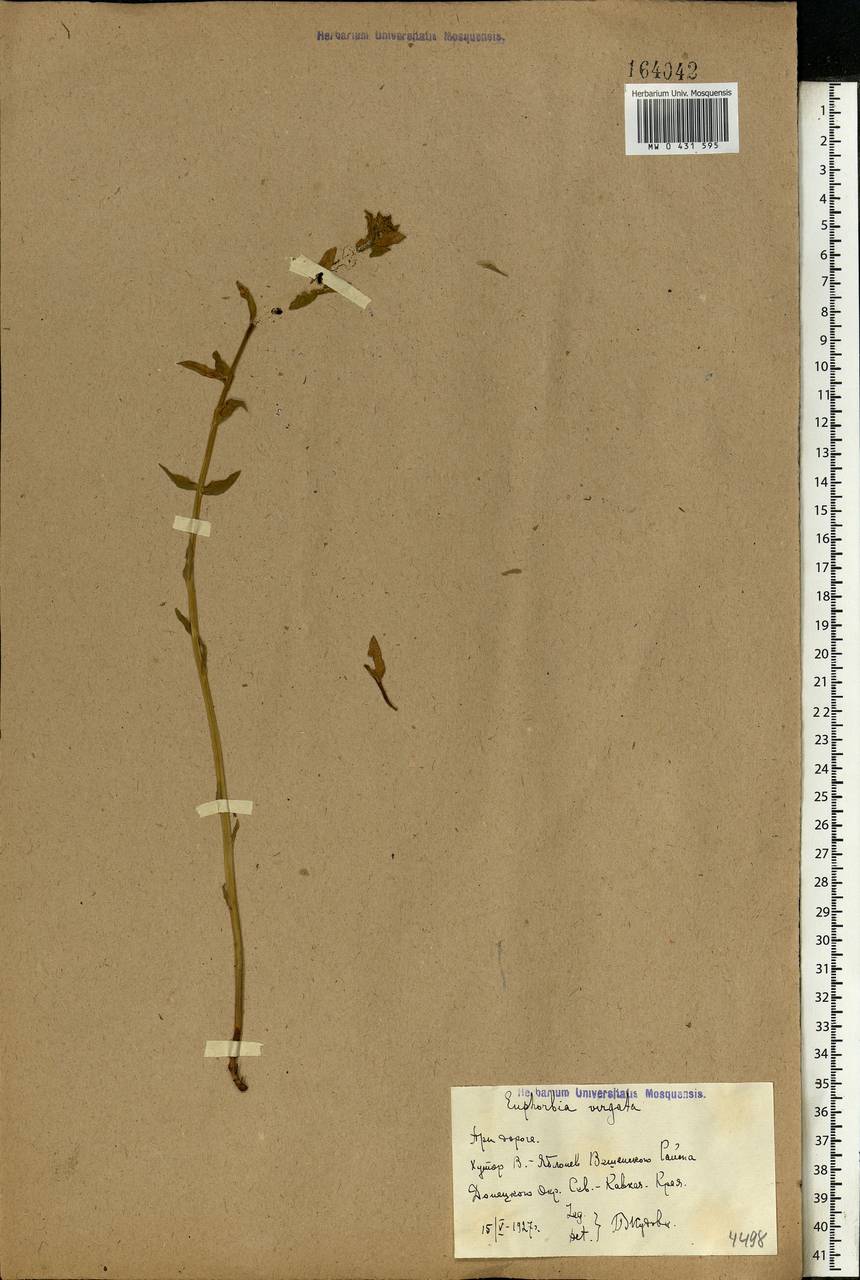 Euphorbia virgata Waldst. & Kit., Eastern Europe, Rostov Oblast (E12a) (Russia)