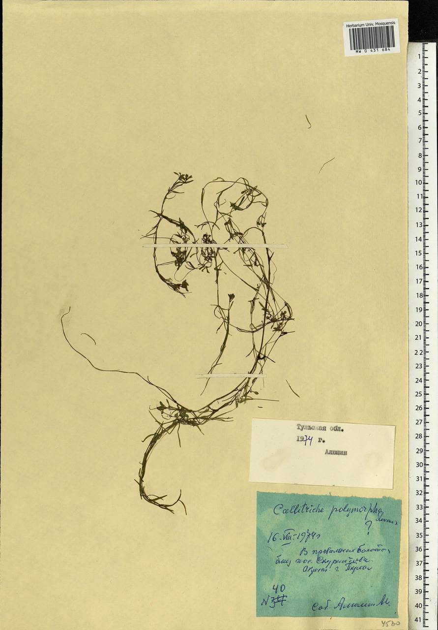 Callitriche cophocarpa Sendtn., Eastern Europe, Central region (E4) (Russia)