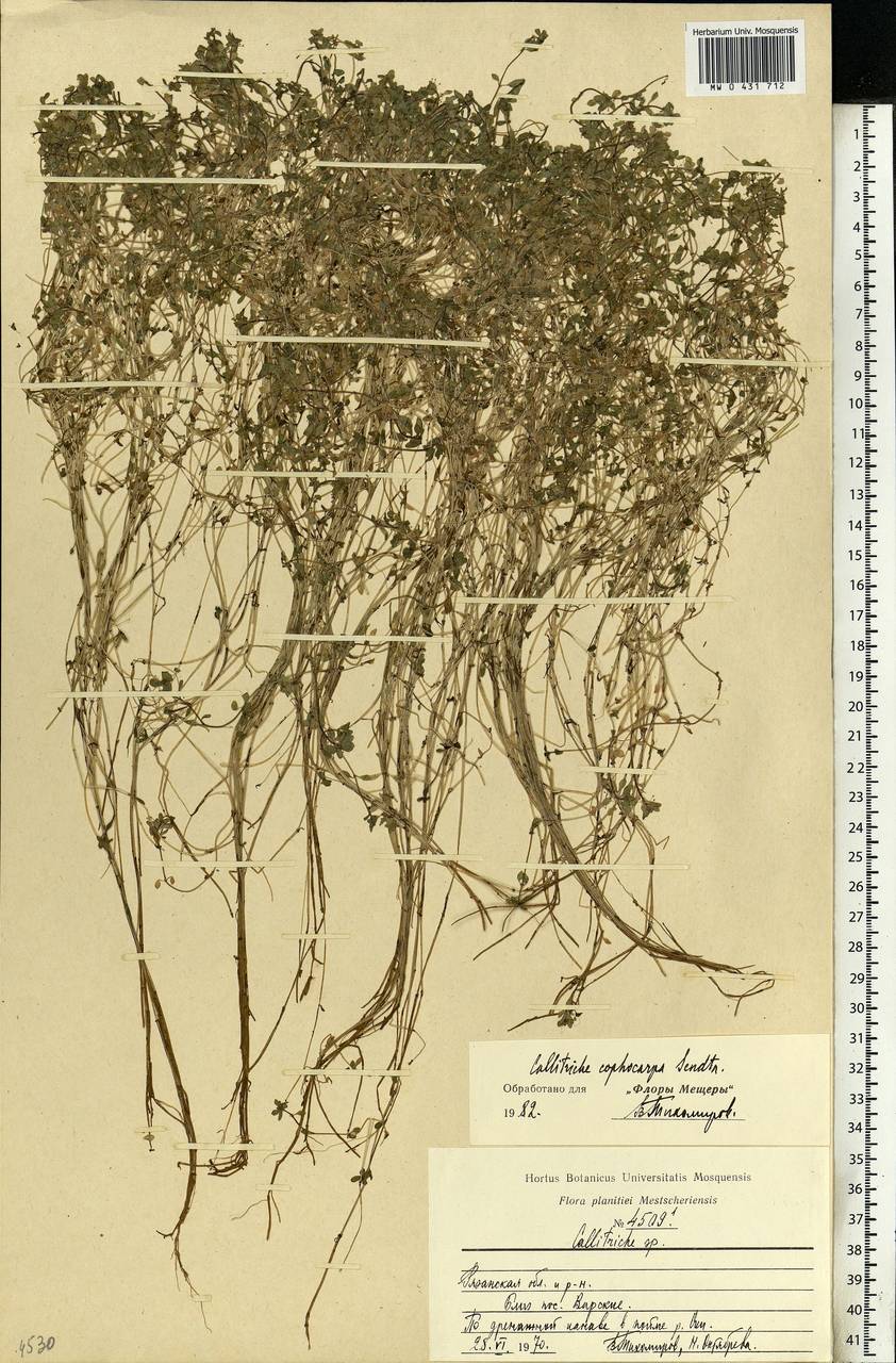 Callitriche cophocarpa Sendtn., Eastern Europe, Central region (E4) (Russia)