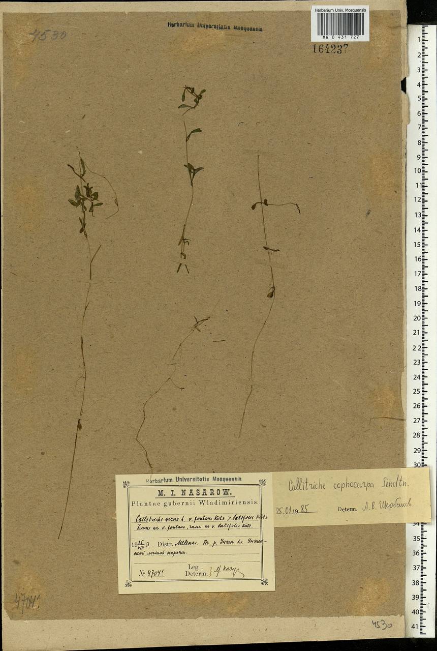 Callitriche cophocarpa Sendtn., Eastern Europe, Central region (E4) (Russia)