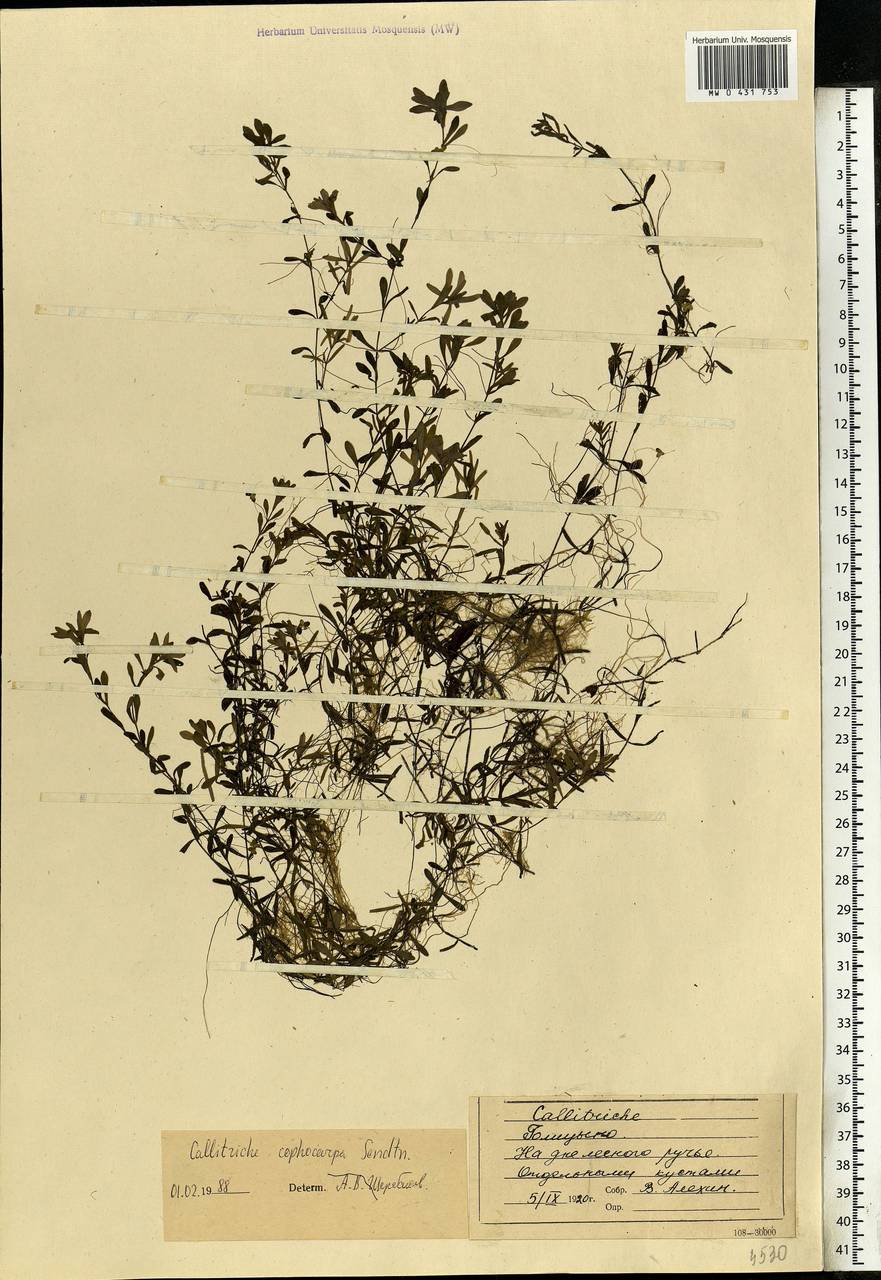 Callitriche cophocarpa Sendtn., Eastern Europe, Moscow region (E4a) (Russia)