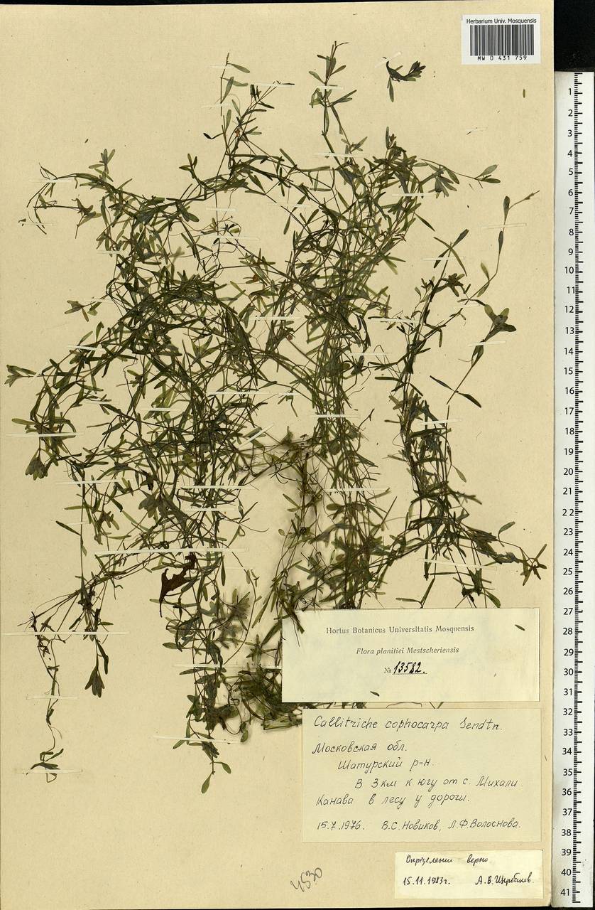 Callitriche cophocarpa Sendtn., Eastern Europe, Moscow region (E4a) (Russia)