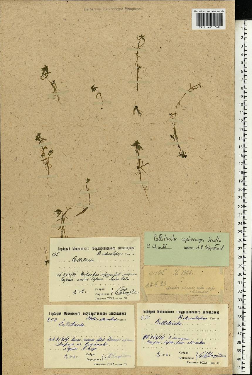 Callitriche cophocarpa Sendtn., Eastern Europe, Moscow region (E4a) (Russia)