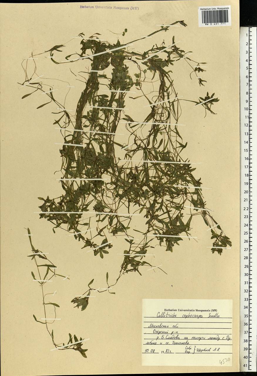 Callitriche cophocarpa Sendtn., Eastern Europe, Moscow region (E4a) (Russia)