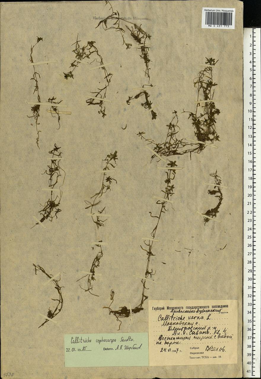 Callitriche cophocarpa Sendtn., Eastern Europe, Moscow region (E4a) (Russia)