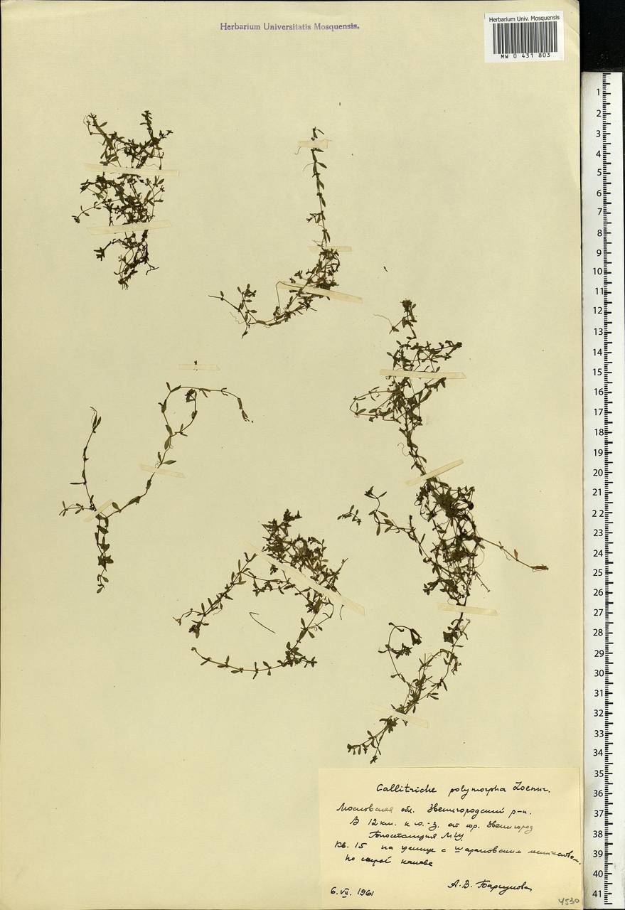 Callitriche cophocarpa Sendtn., Eastern Europe, Moscow region (E4a) (Russia)