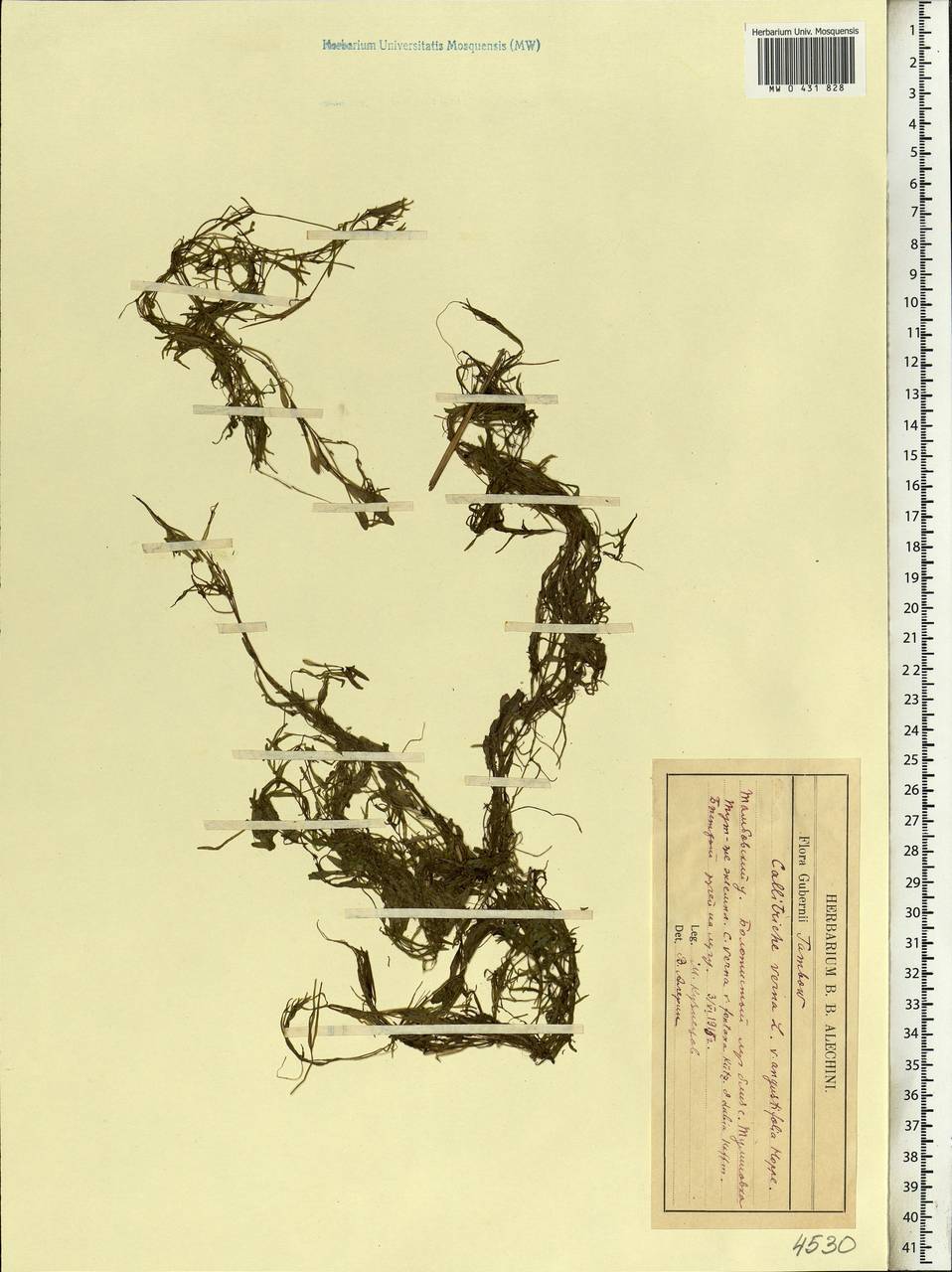 Callitriche cophocarpa Sendtn., Eastern Europe, Central forest-and-steppe region (E6) (Russia)