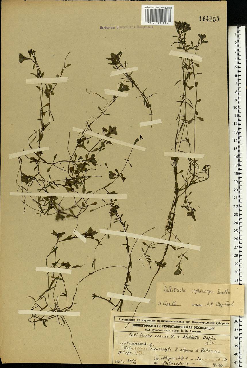 Callitriche cophocarpa Sendtn., Eastern Europe, Volga-Kama region (E7) (Russia)