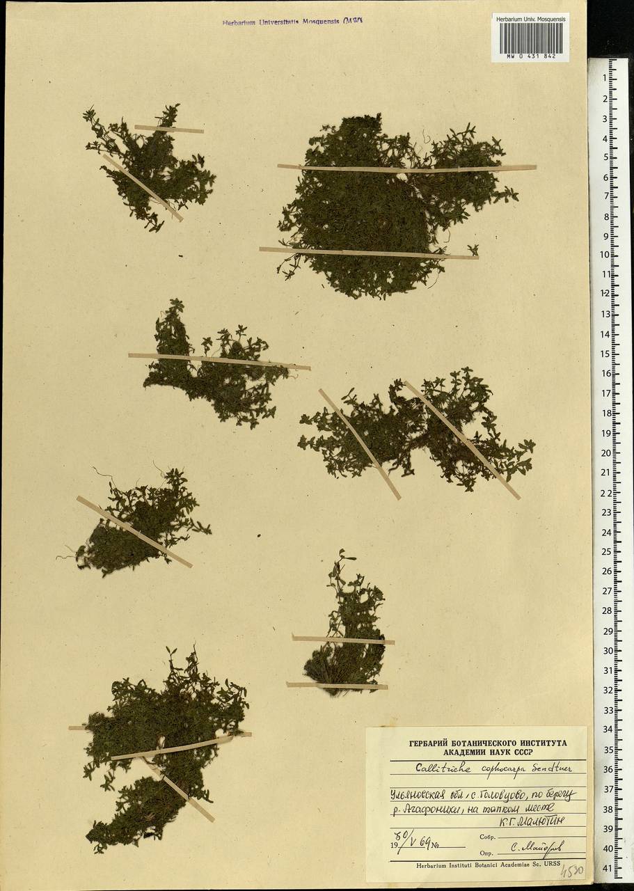 Callitriche cophocarpa Sendtn., Eastern Europe, Middle Volga region (E8) (Russia)