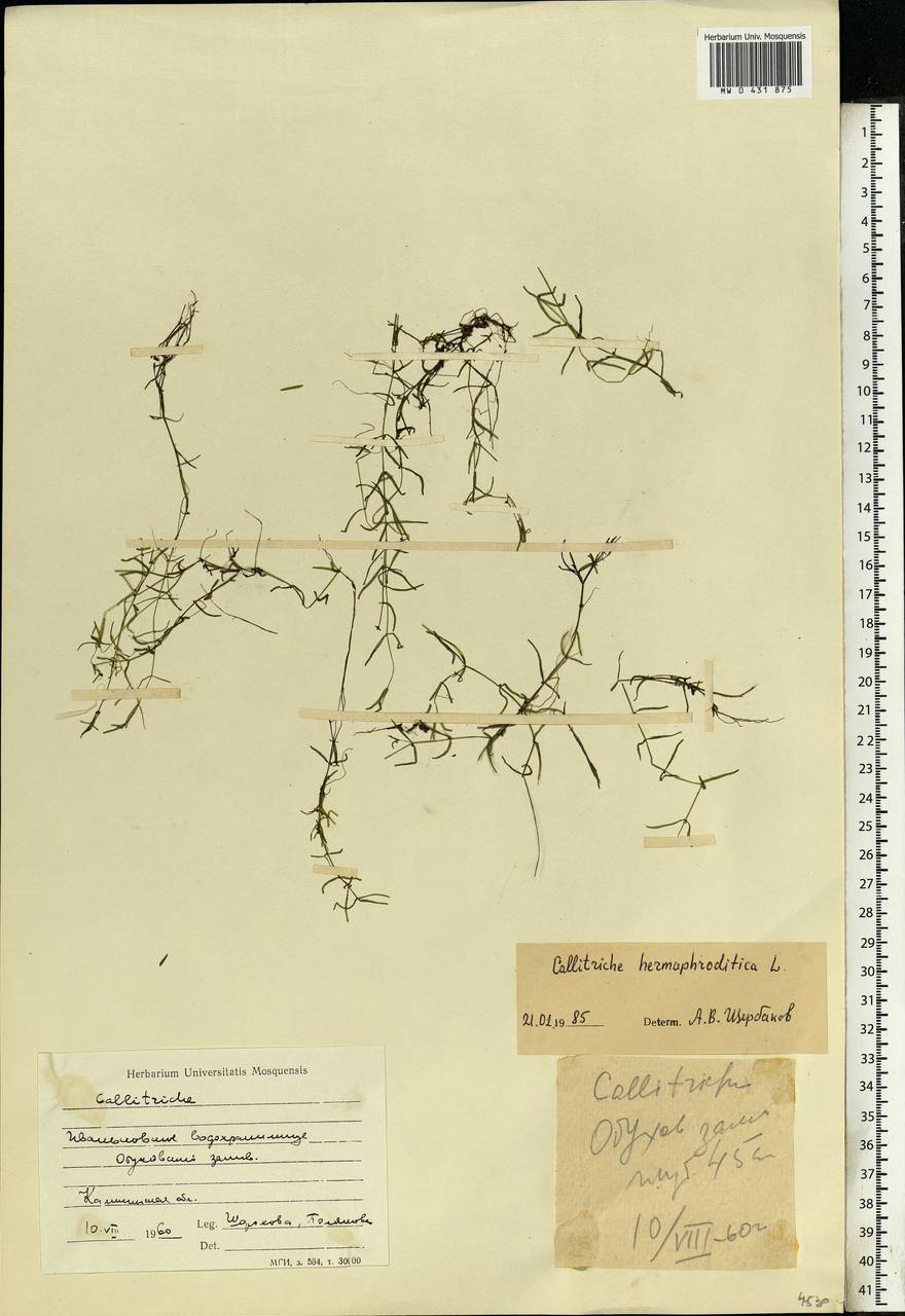 Callitriche hermaphroditica L., Eastern Europe, North-Western region (E2) (Russia)