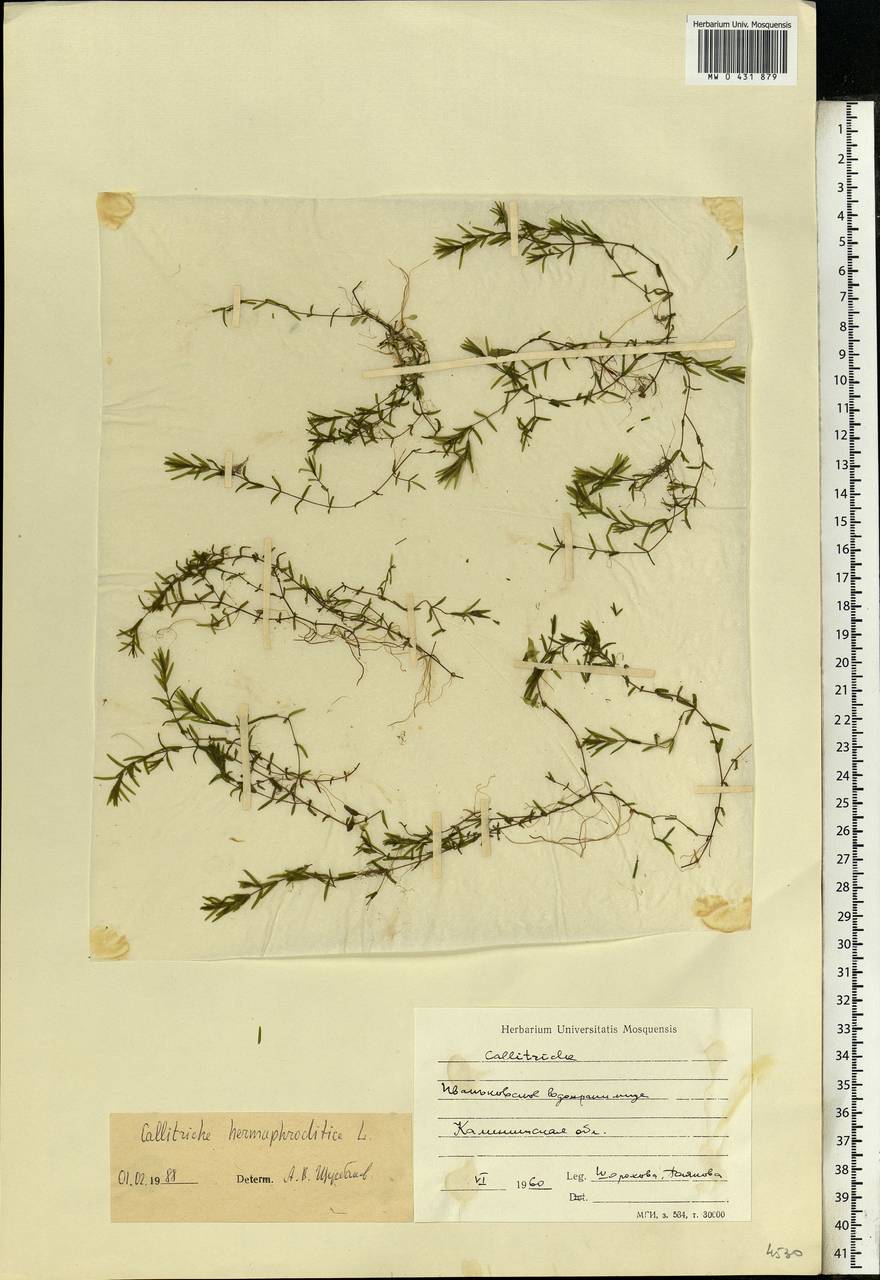 Callitriche hermaphroditica L., Eastern Europe, North-Western region (E2) (Russia)