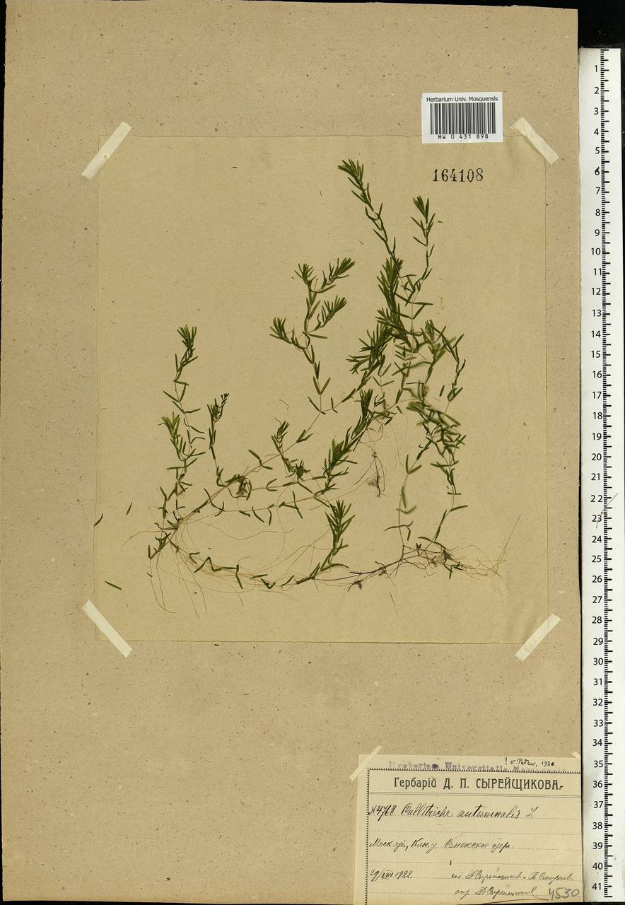 Callitriche hermaphroditica L., Eastern Europe, Moscow region (E4a) (Russia)