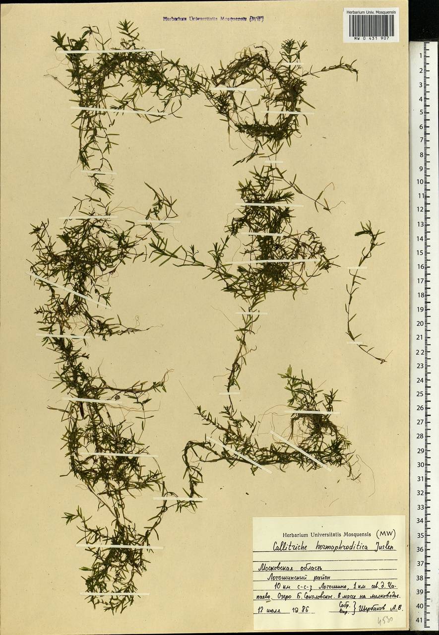 Callitriche hermaphroditica L., Eastern Europe, Moscow region (E4a) (Russia)