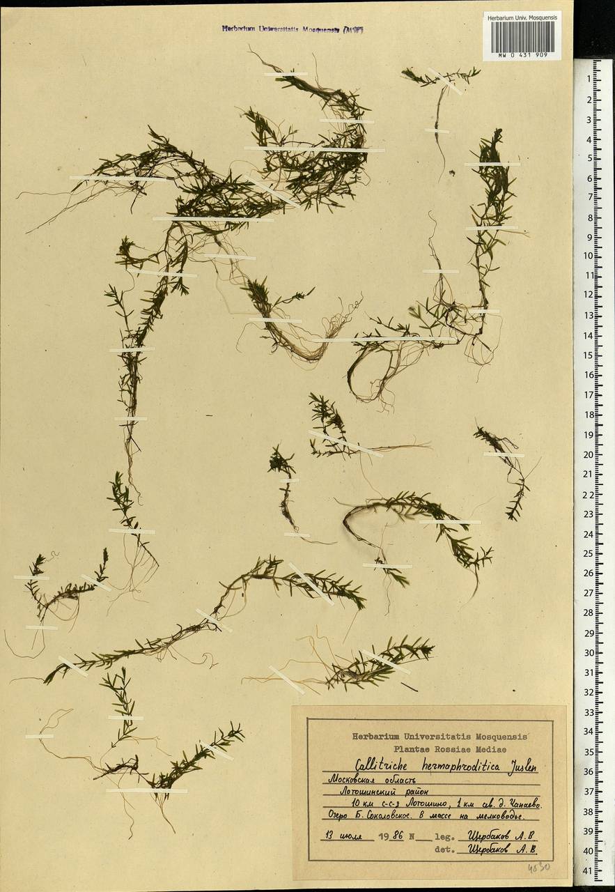 Callitriche hermaphroditica L., Eastern Europe, Moscow region (E4a) (Russia)