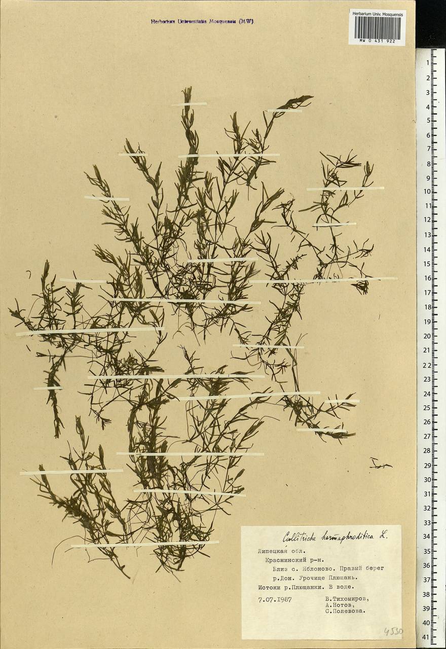 Callitriche hermaphroditica L., Eastern Europe, Central forest-and-steppe region (E6) (Russia)