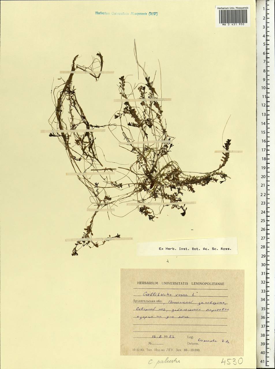 Callitriche palustris L., Eastern Europe, Northern region (E1) (Russia)