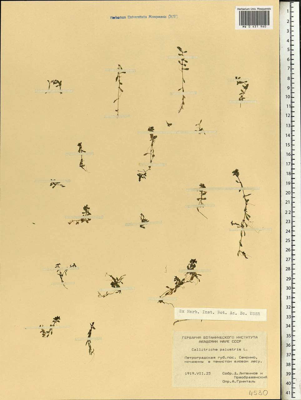 Callitriche palustris L., Eastern Europe, North-Western region (E2) (Russia)