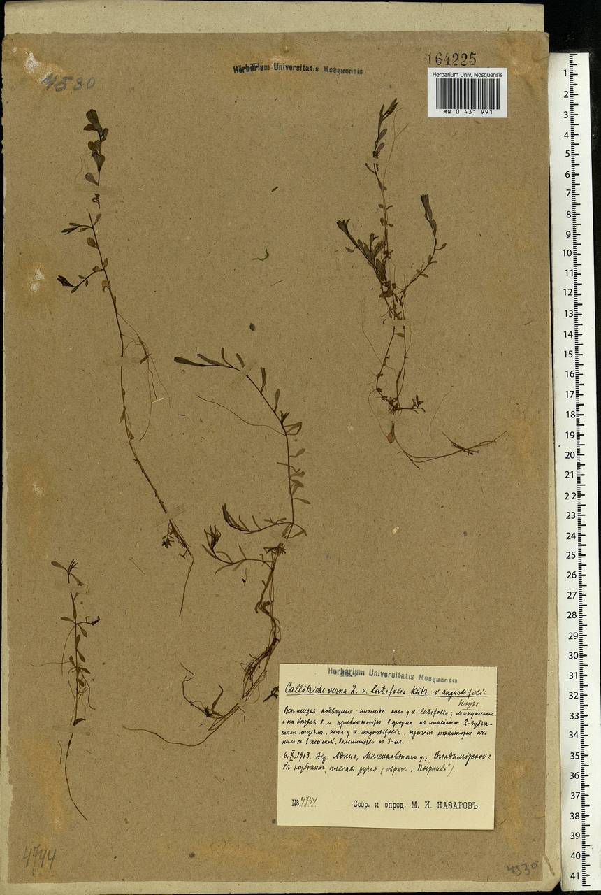 Callitriche palustris L., Eastern Europe, Central region (E4) (Russia)