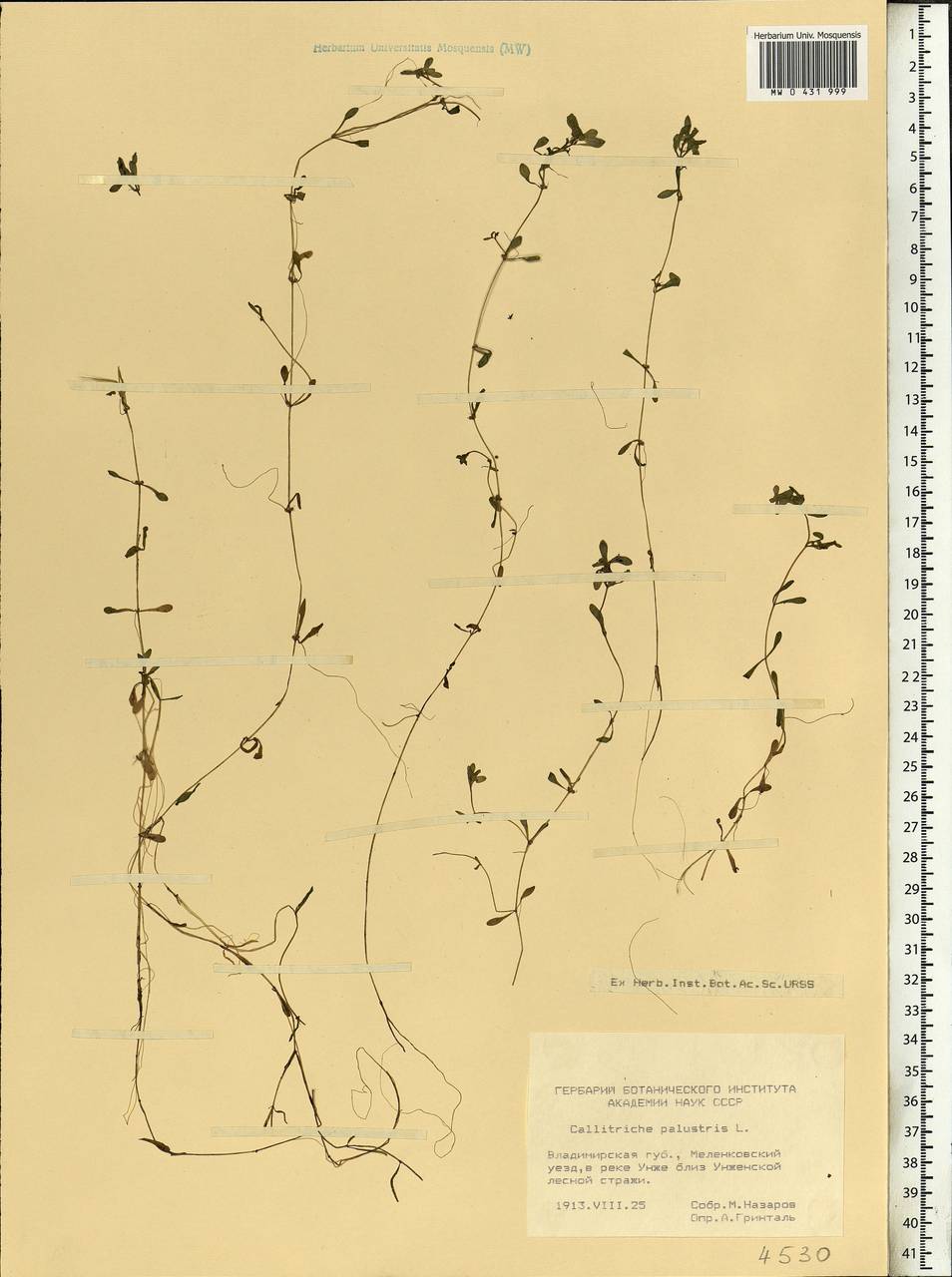 Callitriche palustris L., Eastern Europe, Central region (E4) (Russia)