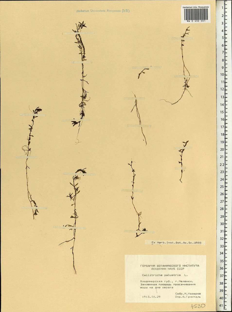 Callitriche palustris L., Eastern Europe, Central region (E4) (Russia)