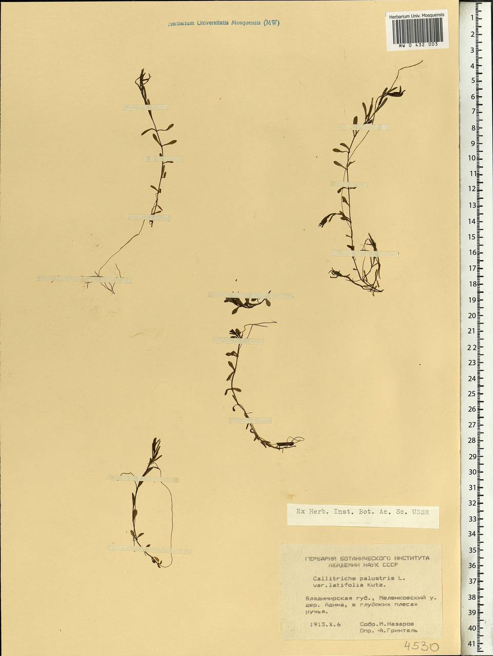 Callitriche palustris L., Eastern Europe, Central region (E4) (Russia)