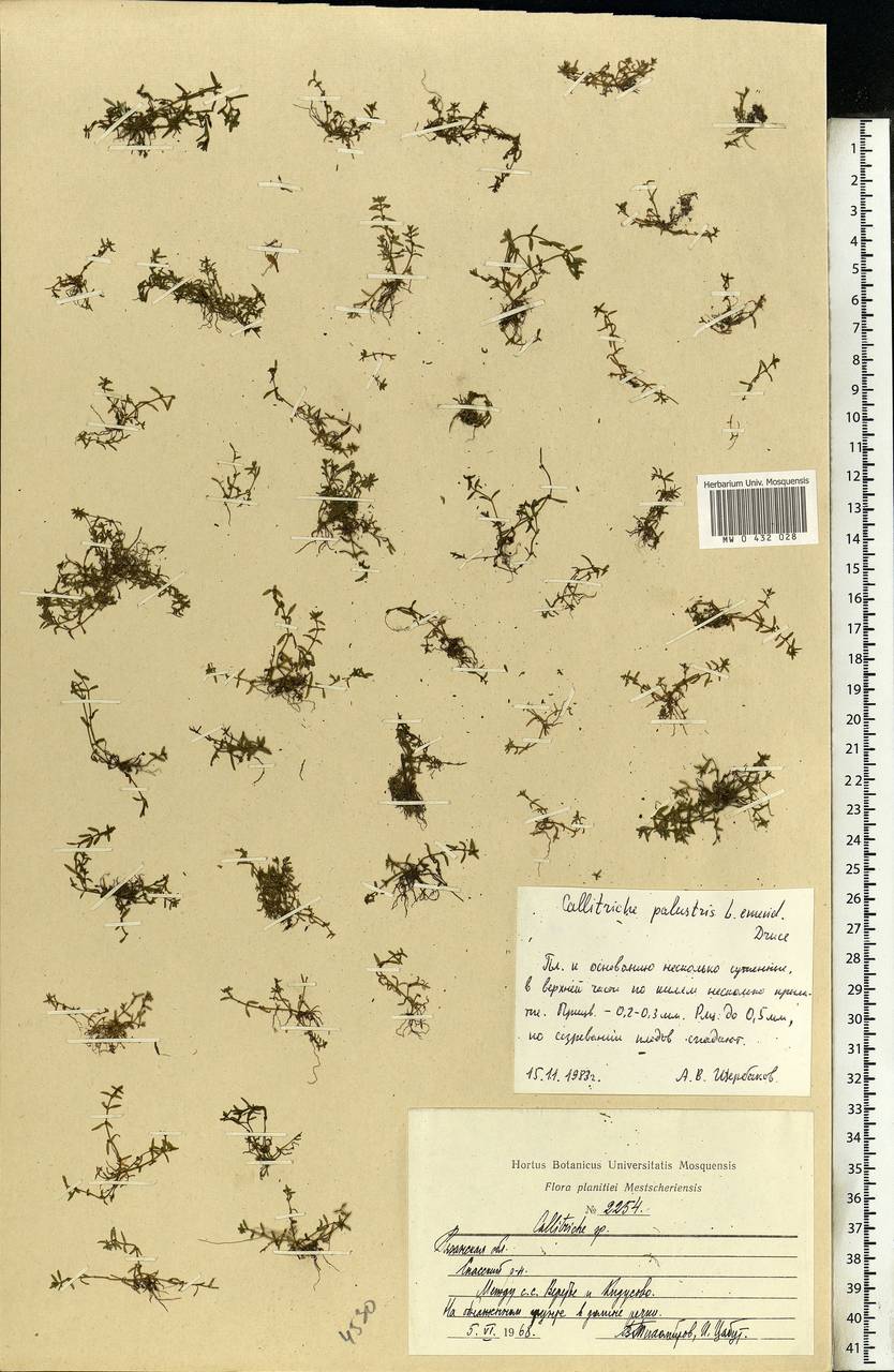 Callitriche palustris L., Eastern Europe, Central region (E4) (Russia)