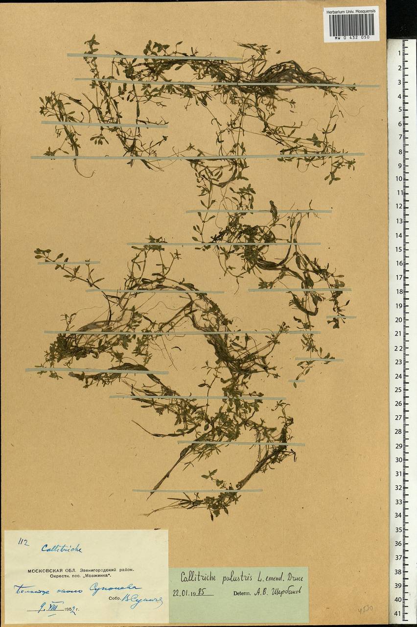 Callitriche palustris L., Eastern Europe, Moscow region (E4a) (Russia)