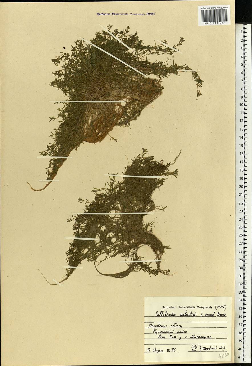 Callitriche palustris L., Eastern Europe, Moscow region (E4a) (Russia)