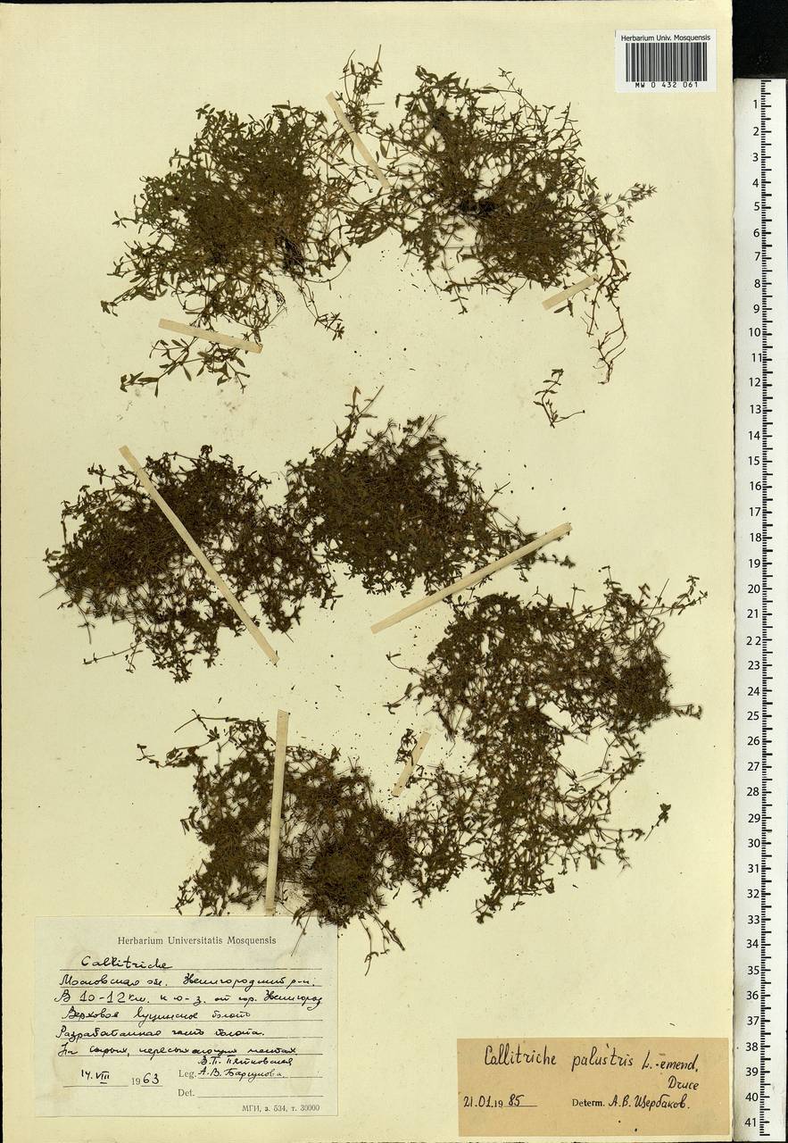 Callitriche palustris L., Eastern Europe, Moscow region (E4a) (Russia)