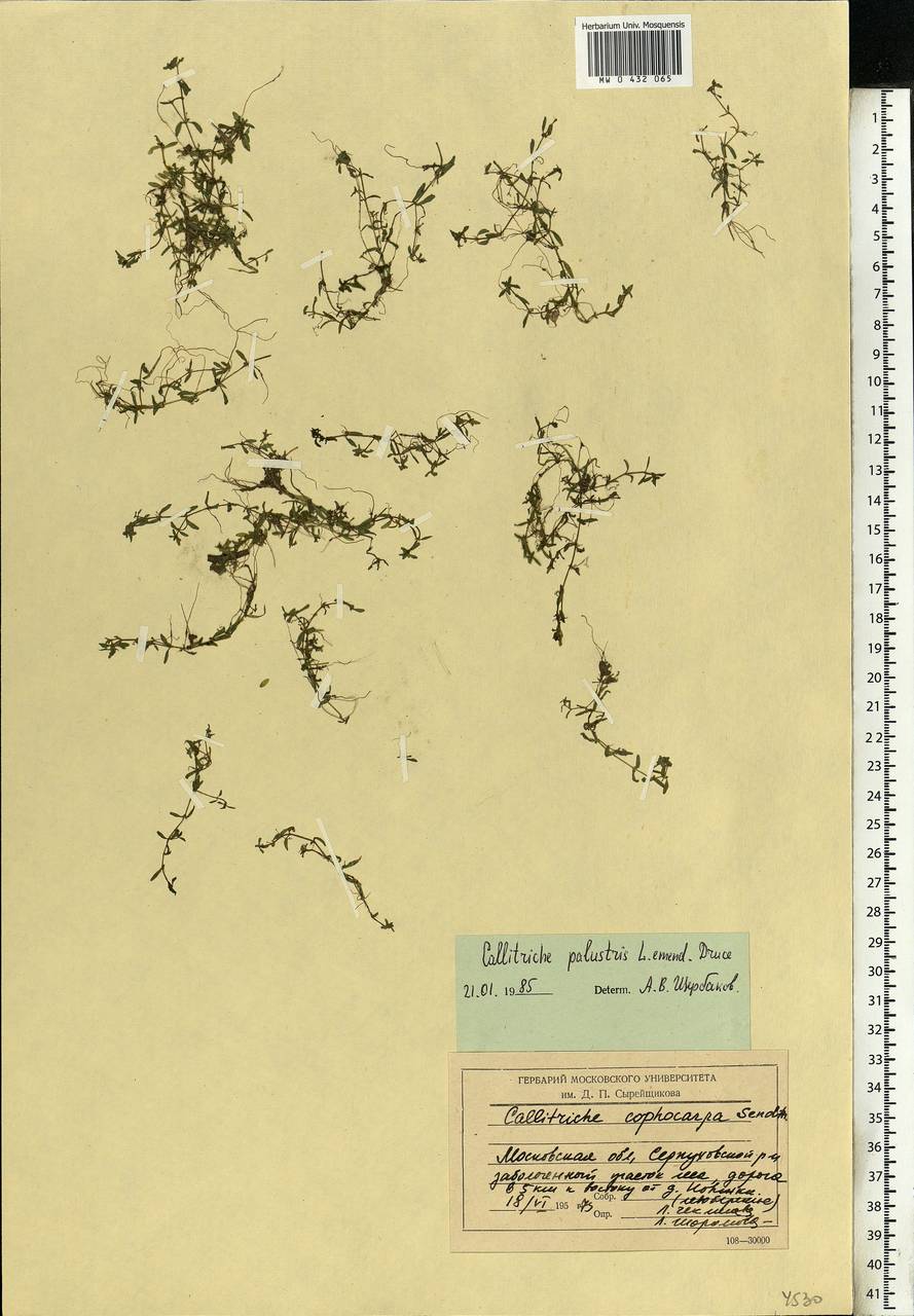 Callitriche palustris L., Eastern Europe, Moscow region (E4a) (Russia)