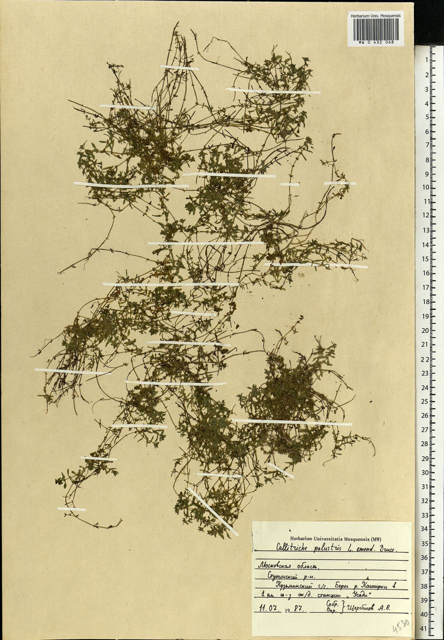Callitriche palustris L., Eastern Europe, Moscow region (E4a) (Russia)