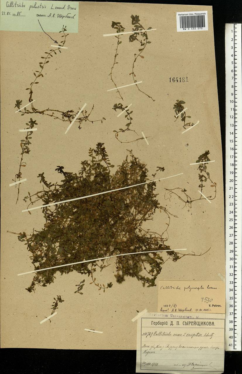 Callitriche palustris L., Eastern Europe, Moscow region (E4a) (Russia)