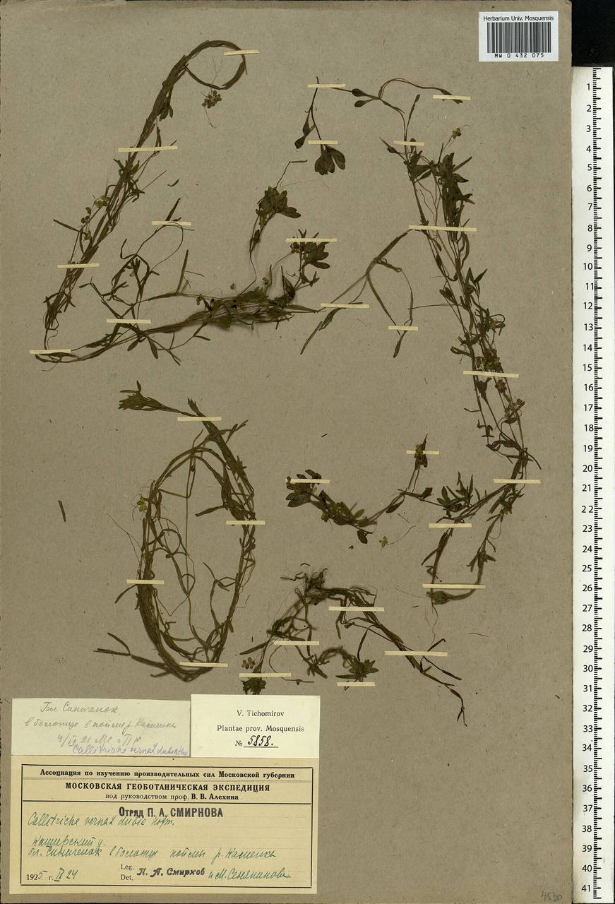 Callitriche palustris L., Eastern Europe, Central region (E4) (Russia)