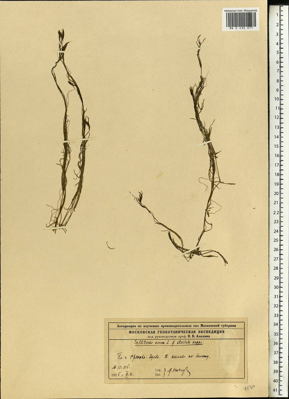 Callitriche palustris L., Eastern Europe, Moscow region (E4a) (Russia)