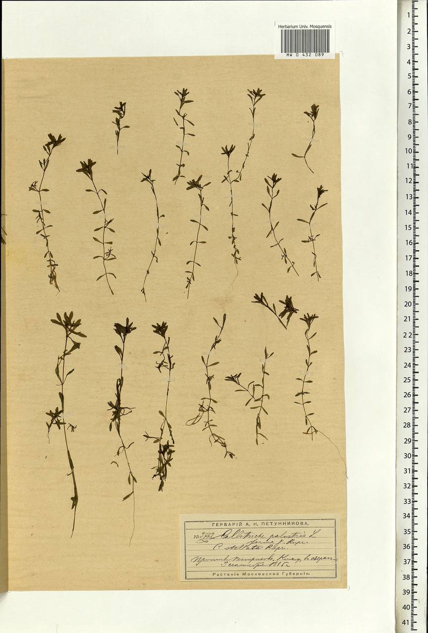 Callitriche palustris L., Eastern Europe, Moscow region (E4a) (Russia)