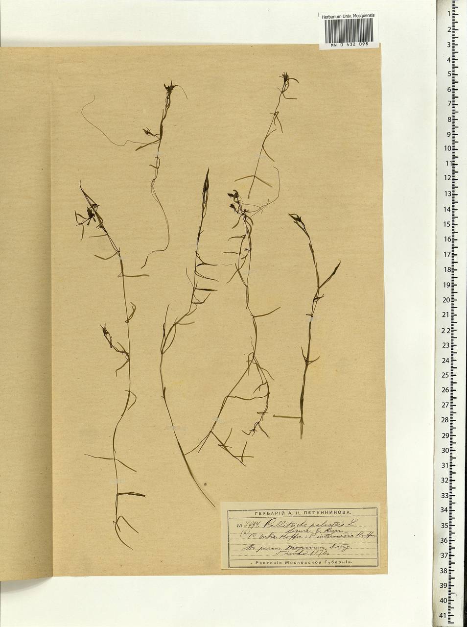 Callitriche palustris L., Eastern Europe, Moscow region (E4a) (Russia)