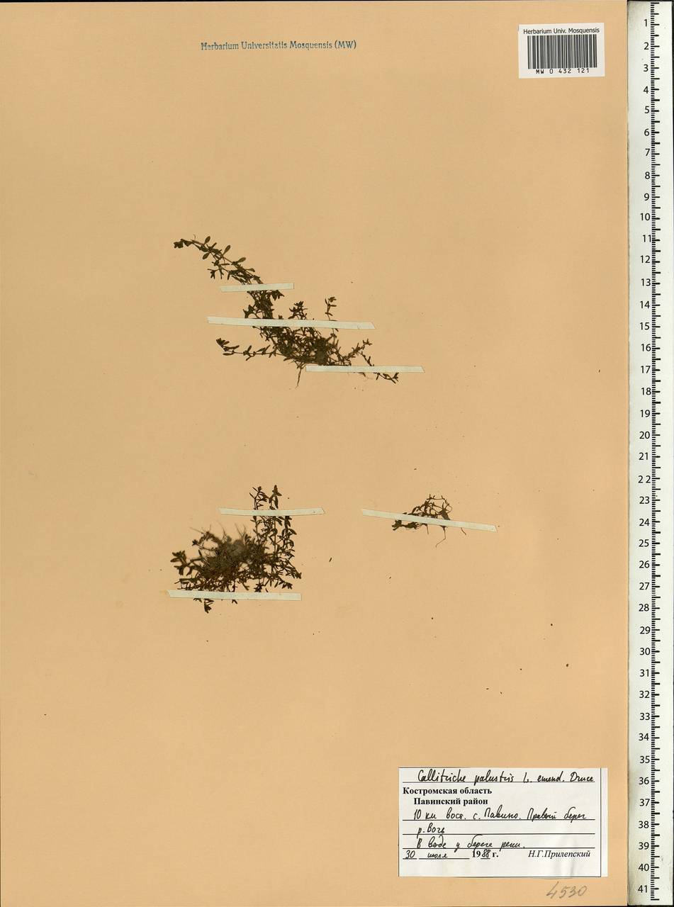 Callitriche palustris L., Eastern Europe, Central forest region (E5) (Russia)